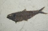 Inch Knightia Fish Fossil On Large Plate #270-1